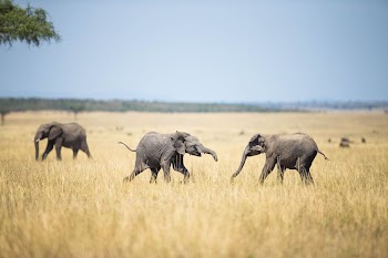 Two young elephants spar with each | Free Photo - rawpixel