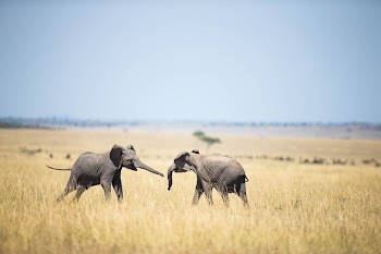 Two young elephants spar with each | Free Photo - rawpixel