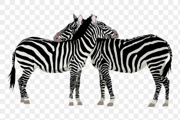 Two zebra friends png sticker | Free PNG - rawpixel