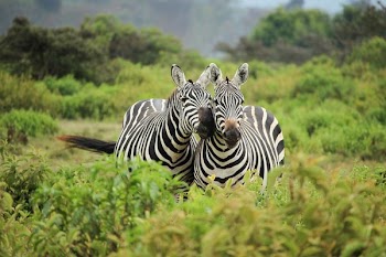 two zebra near bushes