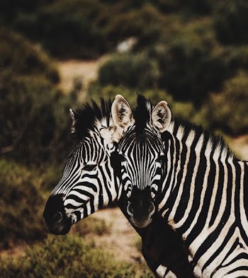 two zebra on forest