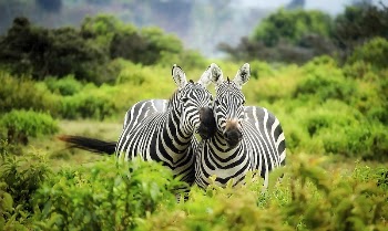 Two zebras nuzzling each other. | Free Photo - rawpixel