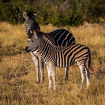 two zebras on grass