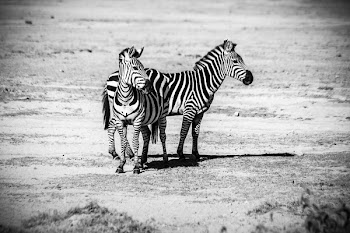 Two Zebras Standing