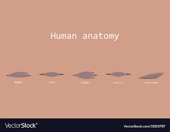 Types of muscle tissue of human body diagram vector image