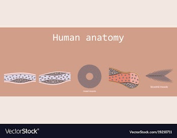 Types of muscle tissue of human body diagram vector image