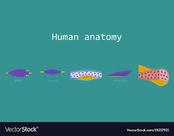 Types of muscle tissue of human body diagram vector image