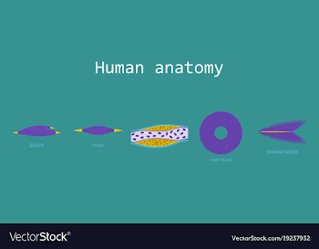 Types of muscle tissue of human body diagram vector image