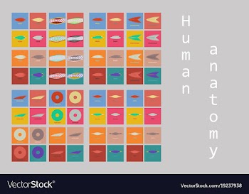 Types of muscle tissue of human body diagram vector image