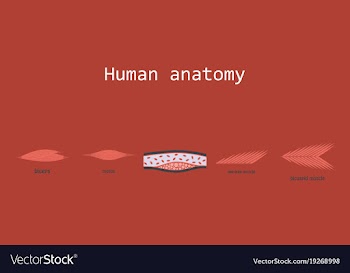 Types of muscle tissue of human body diagram vector image