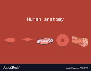 Types of muscle tissue of human body diagram vector image