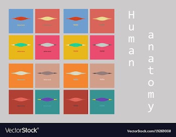Types of muscle tissue of human body diagram vector image