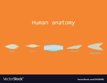 Types of muscle tissue of human body diagram vector image