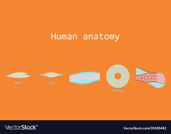 Types of muscle tissue of human body diagram vector image