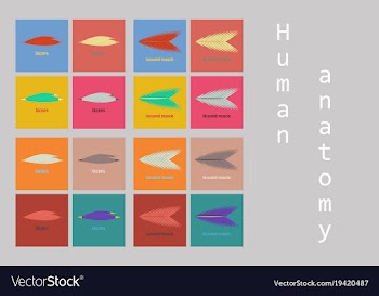 Types of muscle tissue of human body diagram vector image