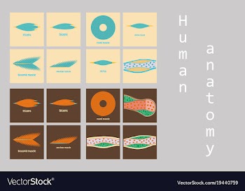 Types of muscle tissue of human body diagram vector image