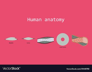 Types of muscle tissue of human body diagram vector image