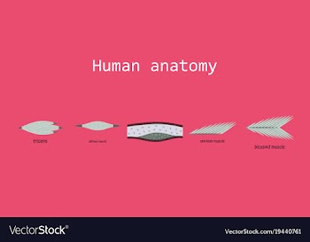 Types of muscle tissue of human body diagram vector image