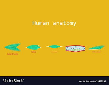 Types of muscle tissue of human body diagram vector image