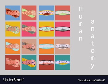 Types of muscle tissue of human body diagram vector image