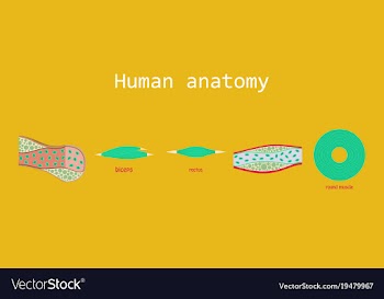Types of muscle tissue of human body diagram vector image