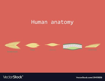 Types of muscle tissue of human body diagram vector image