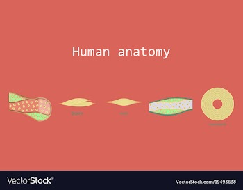 Types of muscle tissue of human body diagram vector image