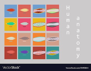 Types of muscle tissue of human body diagram vector image