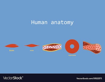 Types of muscle tissue of human body diagram vector image