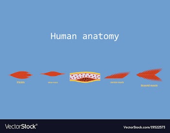 Types of muscle tissue of human body diagram vector image