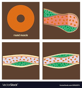 Types of muscle tissue of human body diagram vector image