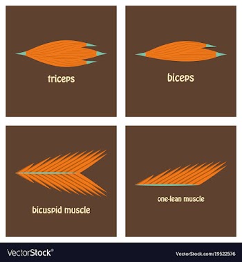 Types of muscle tissue of human body diagram vector image