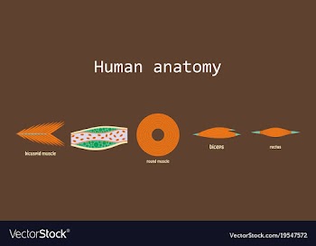 Types of muscle tissue of human body diagram vector image