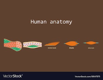 Types of muscle tissue of human body diagram vector image