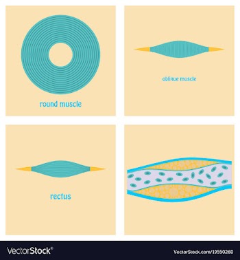 Types of muscle tissue of human body diagram vector image