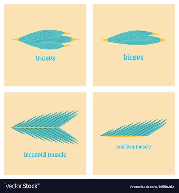 Types of muscle tissue of human body diagram vector image