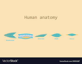 Types of muscle tissue of human body diagram vector image