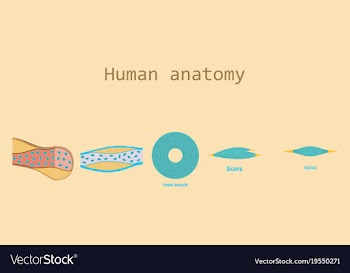 Types of muscle tissue of human body diagram vector image