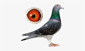 Types Of Pigeons Nicefarming Com - Racing Pigeon Png - Free ...