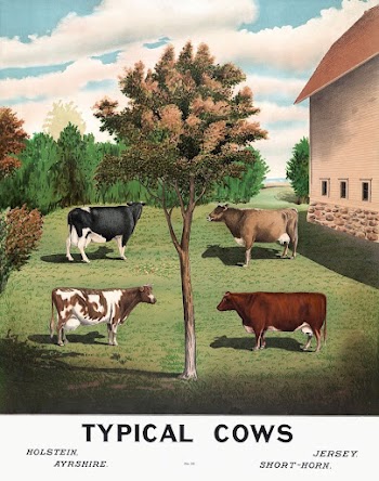Typical cows (1904) vintage poster. | Free Photo Illustration - rawpixel