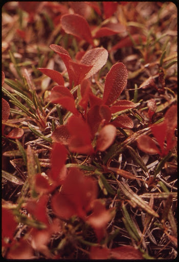 Typical Tundra Vegetation. Original public | Free Photo - rawpixel