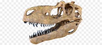 Tyrannosaurus Daspletosaurus Tarbosaurus Skull Albertosaurus - skull 