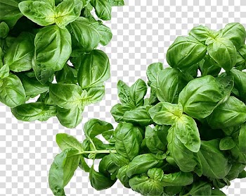 U0100sh Basil Caesar salad Vegetarian cuisine Olive oil, leaf transparent background PNG clipart