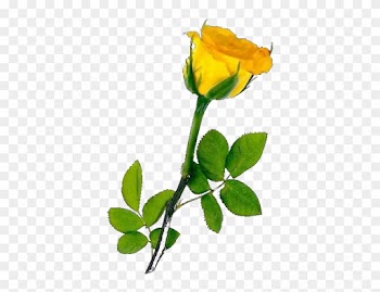 U041e U0442 U043a U0440 U044b U0442 U043a U0430 U043f - Hd Single Yellow Rose