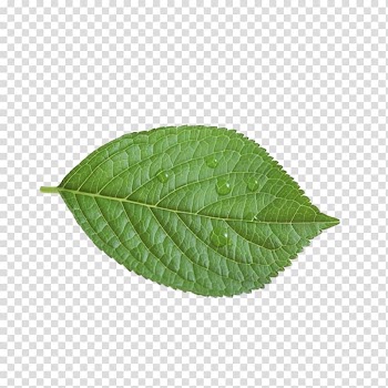 U30b9u30c8u30c3u30afu30d5u30a9u30c8 Illustration, Leaves transparent background PNG clipart