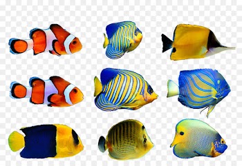 u6d77u6d0b Deep sea fish u6d77u6c34u9b5a - fish 