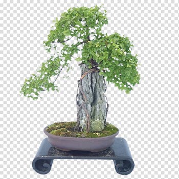 U76c6u666fu9020u578bu827au672f Bonsai Tree Horticulture Garden, tree transparent background PNG clipart