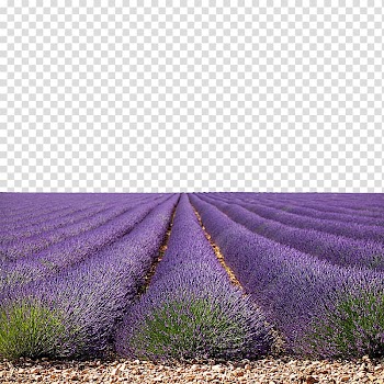 U85b0u8863u8349u56ed, lavender feild Australia Goji, Land sand lavender flowers creative transparent background PNG clipart