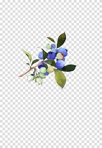 U91ceu679c Auglis Blueberry Aedmaasikas, Blueberry fruit antiquity transparent background PNG clipart