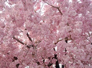 ueno060408_DYJSN207.jpg